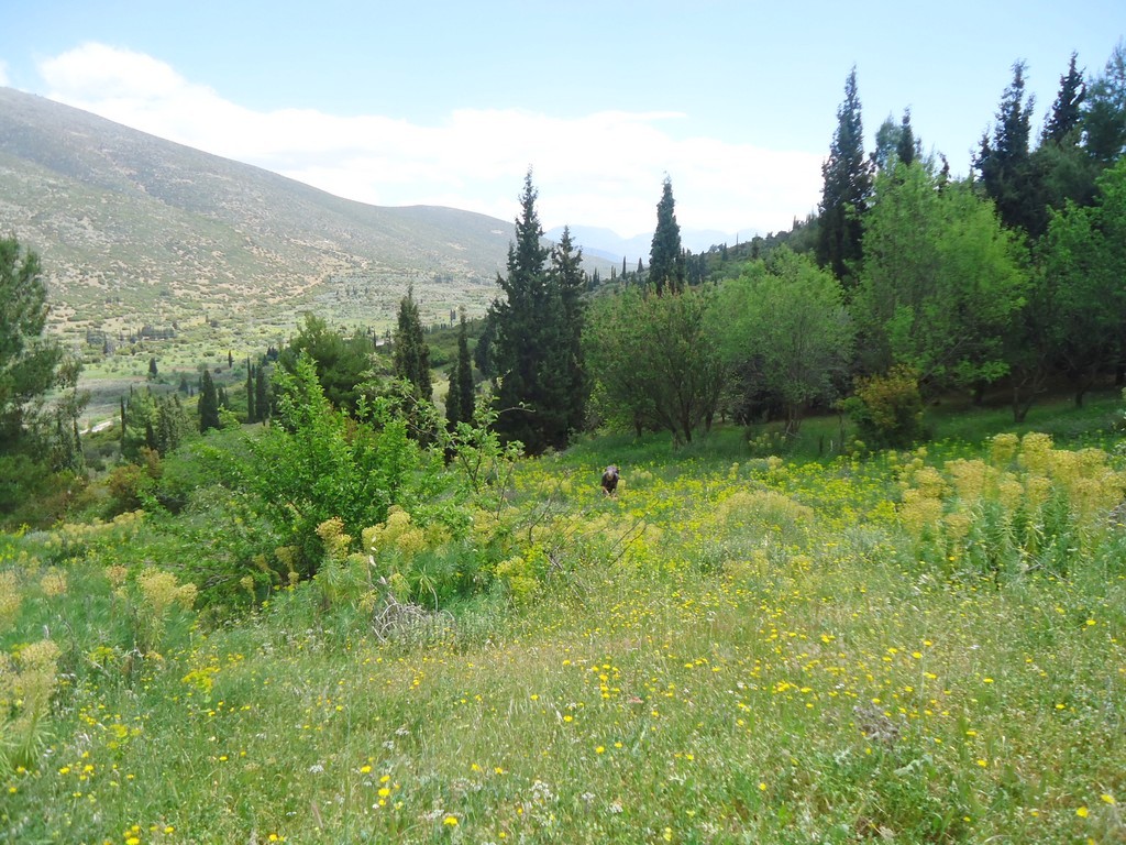 Grecia 23_25 aprile 2016  un fine settimana tra le orchidee.